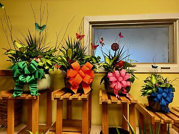 Dish Garden -Small