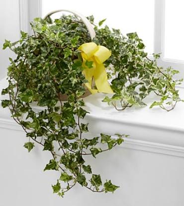 The Solace&trade; Ivy Planter