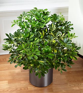 The Schefflera Arboricola