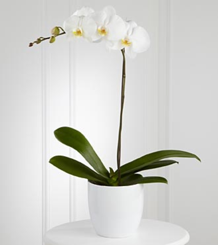 The White Orchid Planter