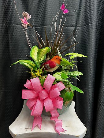 Dish Garden -Medium