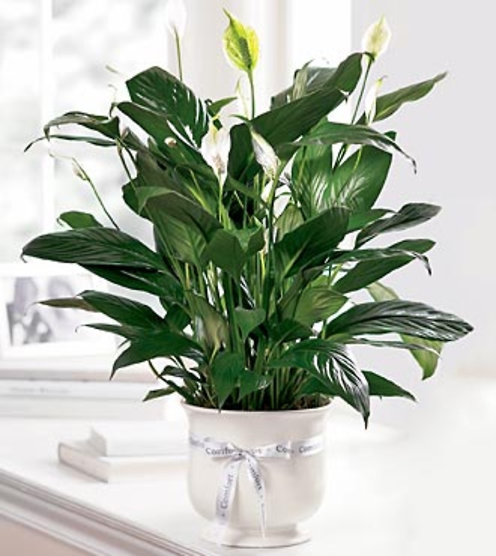 Simply Elegant Comfort Planter