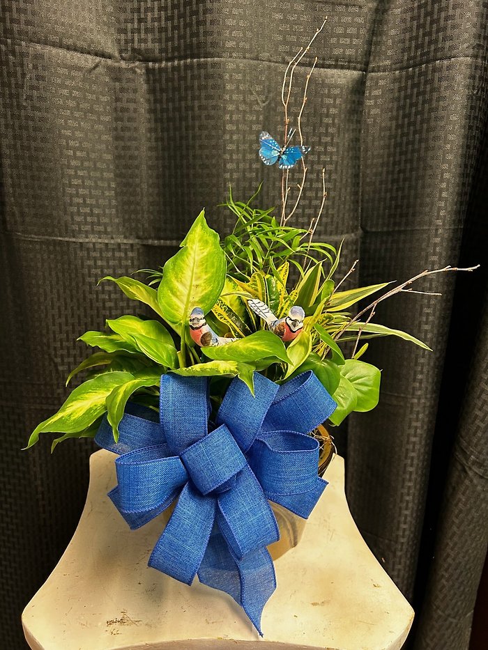 Dish Garden -Small